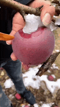 a person is holding a purple apple that has ice on it