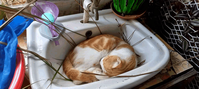 an orange and white cat is sleeping in a sink with a plant in the background