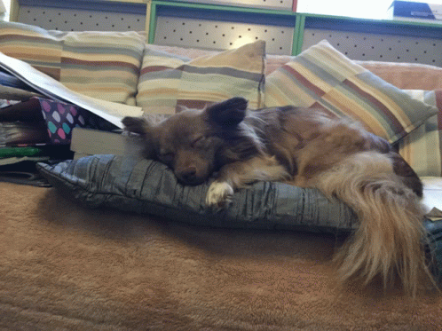 Sleeping Dog GIF - Sleeping Dog GIFs