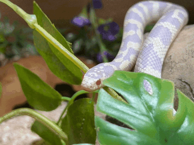 Snake Purple Snkae GIF - Snake Purple Snkae Cute Snake GIFs