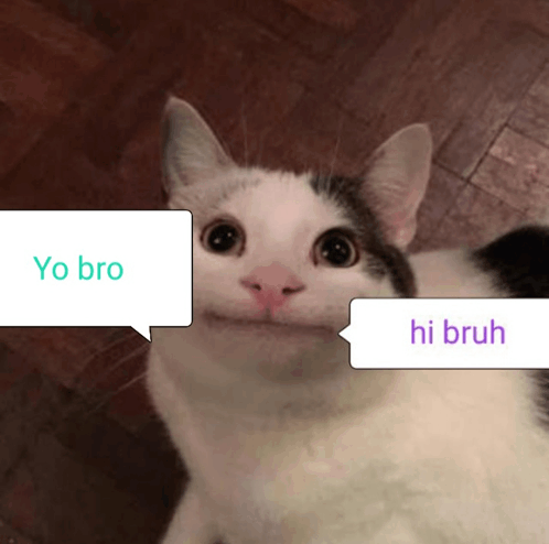 Beluga Cat Memes GIF - Beluga Cat memes Funny - Discover & Share GIFs