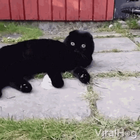 Spooked Scared GIF - Spooked Scared Big Eyes GIFs