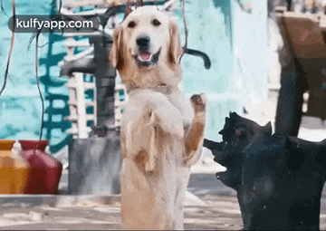 a dog is standing on its hind legs in front of a statue of a cat .