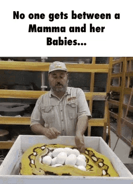 Snake Nobody Gets Between Mamma And Her Babies GIF - Snake Nobody Gets Between Mamma And Her Babies Funny GIFs