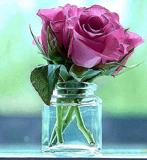 a glass vase filled with pink roses and water .