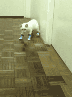 Don'T Draw Any Attention To Yourself.... Just Act Normal. GIF - Cat Tiptoing Act Normal GIFs