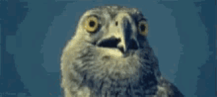a close up of an owl 's face with its eyes wide open