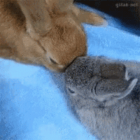 a cat and a rabbit are laying on a blue blanket