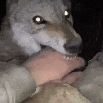 a close up of a wolf biting a person 's hand