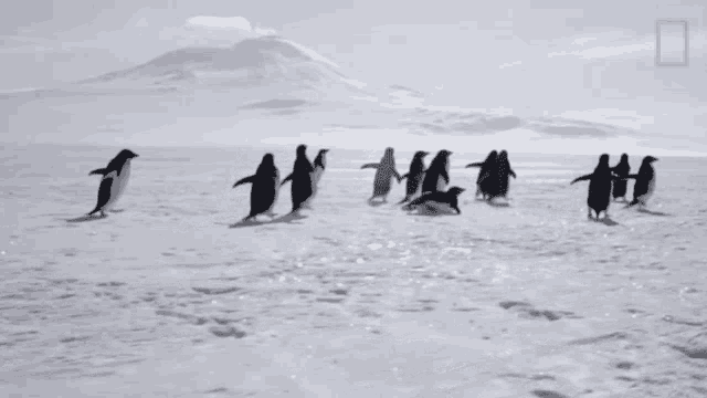 Group Of Penguins Going Away Continent7 GIF - Group Of Penguins Going Away Continent7 Antarctica GIFs