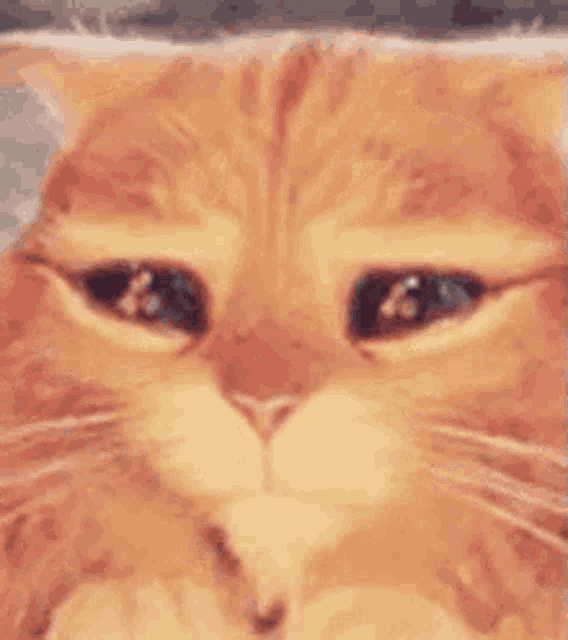 Cute Cat GIF - Cute Cat Sad GIFs