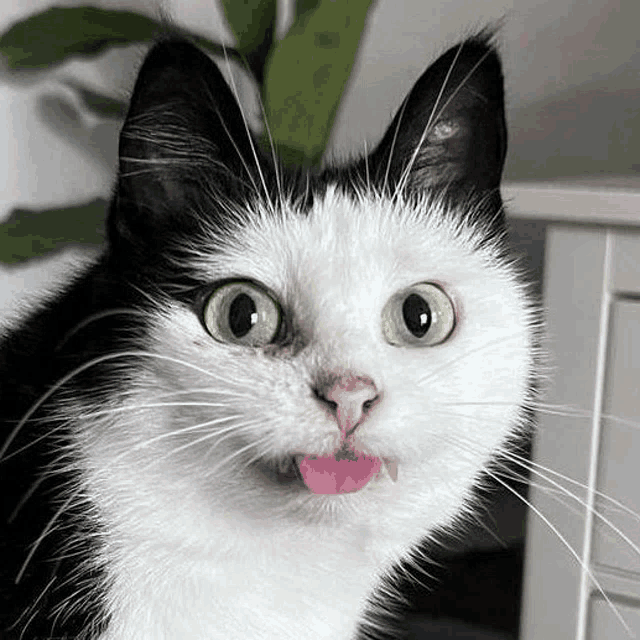 a black and white cat sticking its tongue out .