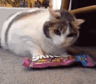 a cat is playing with a bag of skittles candy