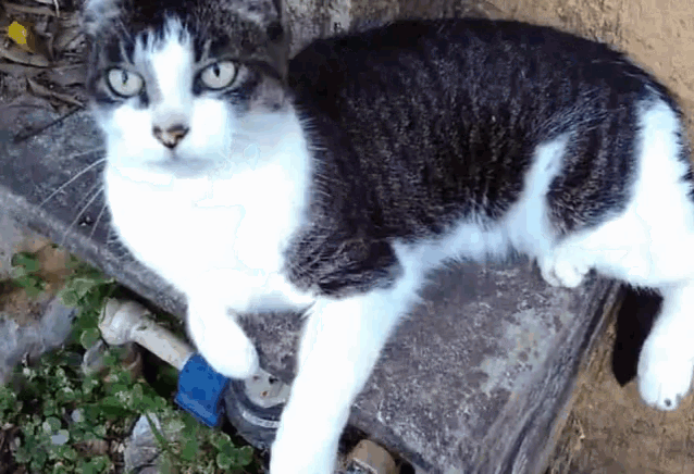 a black and white cat with green eyes is laying on a concrete surface