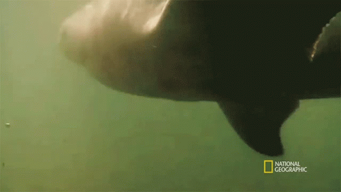 On My Way Bull Shark Vs Hippo GIF - On My Way Bull Shark Vs Hippo Secrets Of The Bull Shark GIFs