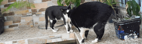 two black and white cats standing next to each other on a porch