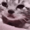 a close up of a cat 's face with birds flying in the background .