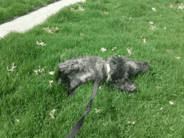 a small dog on a leash is laying on the grass