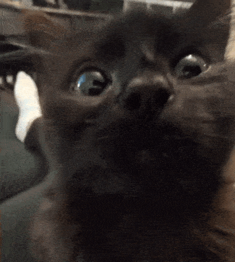 a close up of a black cat 's face
