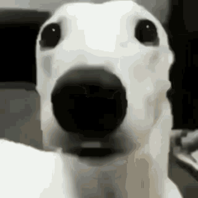 Dog Chattering GIF - Dog Chattering Teeth GIFs