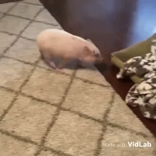 Pig Spin GIF - Pig Spin Funny GIFs