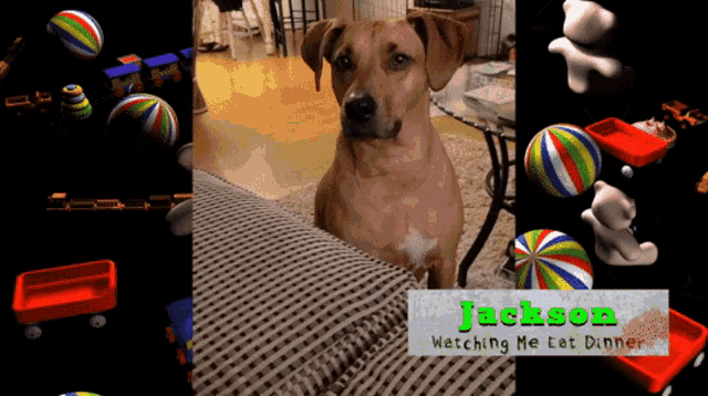 a dog named jackson is sitting on a couch