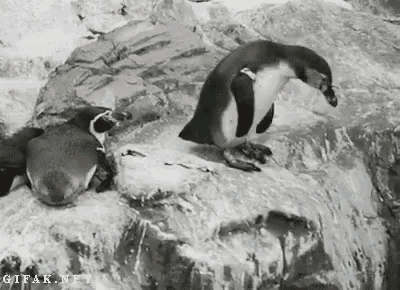 Penguin Asshole GIF - Penguin Asshole Muah GIFs