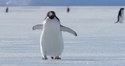 Penguin Walk GIF - Penguin Walk GIFs