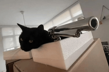 Cat Gun Meme - Cat Gun Meme - Discover & Share GIFs