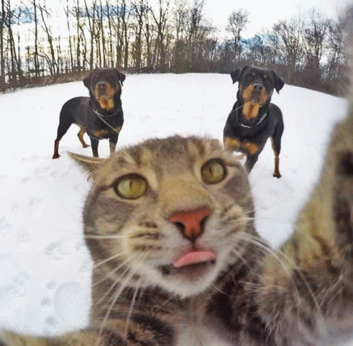 Happy Selfy GIF - Happy Selfy GIFs