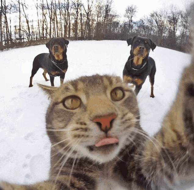 a cat is sticking its tongue out in front of two dogs