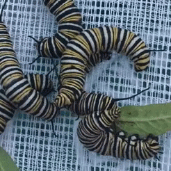 Bugs Caterpillars GIF - Bugs Caterpillars Insects GIFs