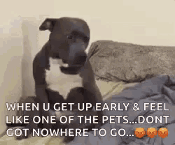 Dog Sleepy GIF