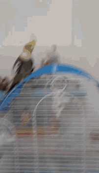 a bird sitting on top of a blue cage with the letter o on the front