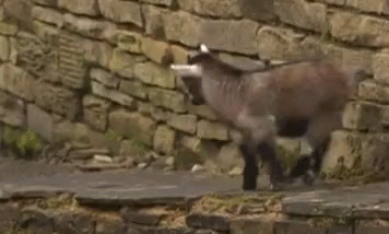 Goat Excited GIF