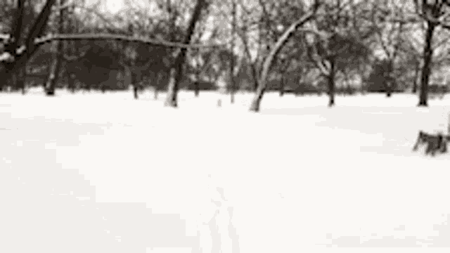 Snowball Samoyed GIF - Snowball Samoyed Happy GIFs
