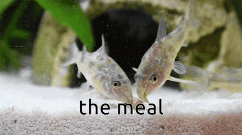 Catfish Corydoras GIF - Catfish Corydoras The Meal GIFs