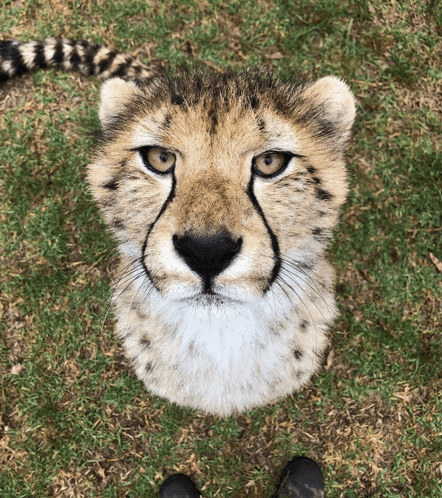 a close up of a cheetah 's face looking up
