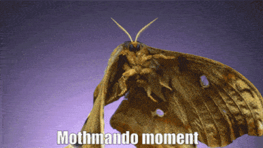 Moth Mando GIF - Moth Mando Man GIFs