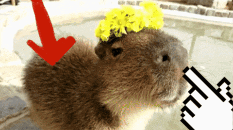 a close up of a capybara wearing a flower crown and an arrow pointing down