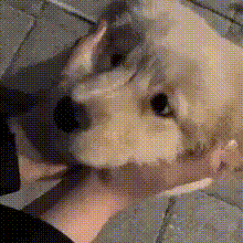 a person is holding a small dog in their hands and it is looking at the camera .