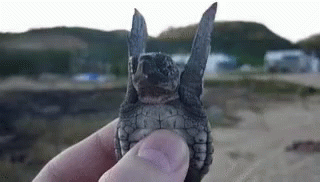 Turtle Waving GIF - Turtle Waving Baby Turtle GIFs