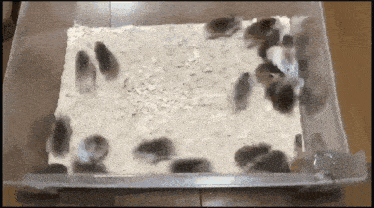 a bunch of hamsters are in a clear container