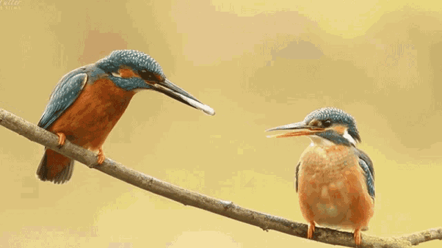 two birds are perched on a branch one of which is eating another bird 's food