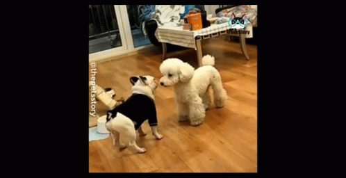 Perros Dog GIF - Perros Dog Dance GIFs