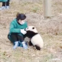 a woman wearing a mask is petting a panda bear in a field
