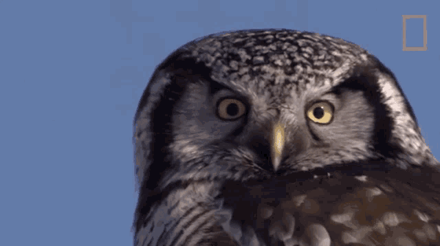 What Owls Have Superior Senses GIF - What Owls Have Superior Senses Great Gray Owl GIFs