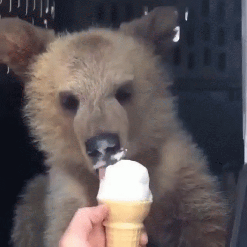Bear Eat GIF - Bear Eat Ice Cream GIFs