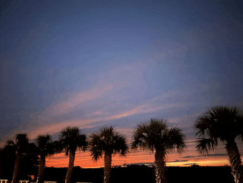 a sunset with palm trees in the foreground and a blue sky in the background