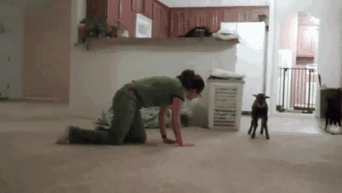 a woman is kneeling on the floor with a small goat standing behind her